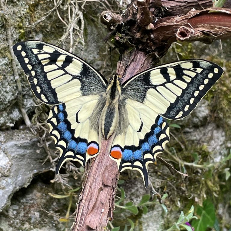 Schwalbenschwanz
