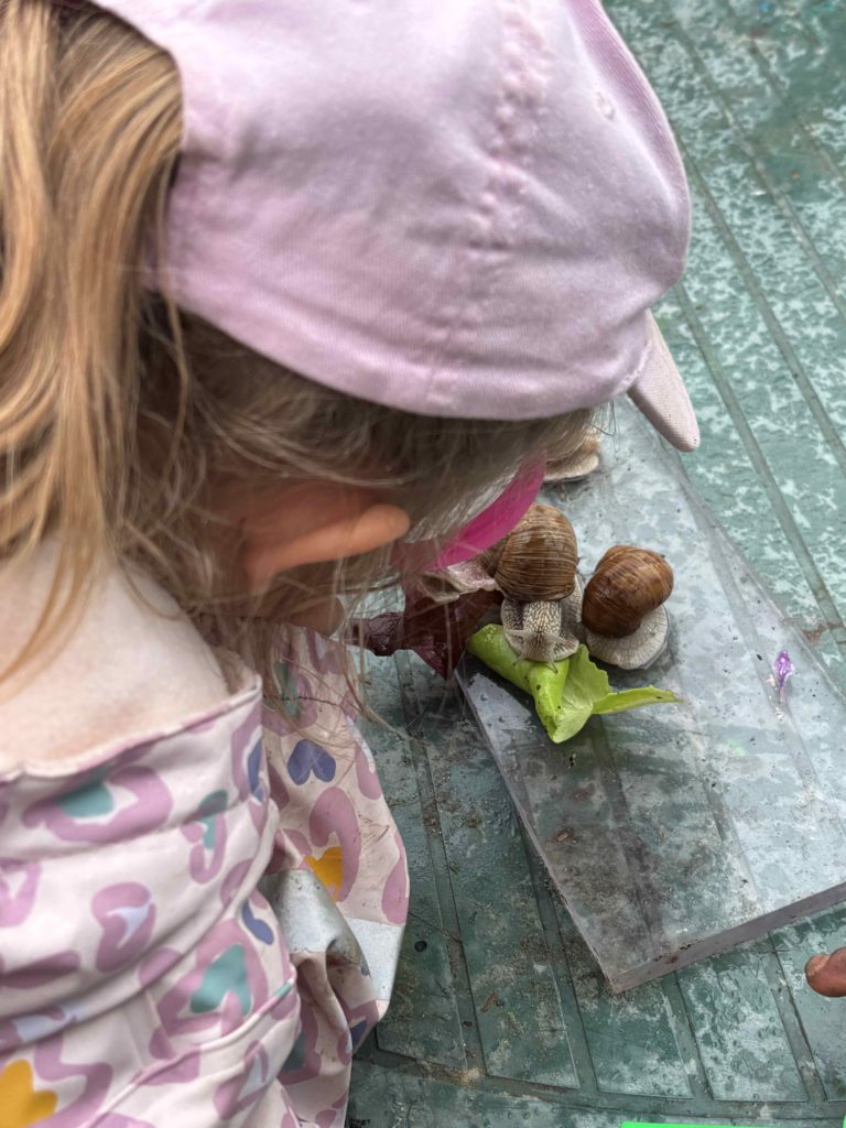 Schnecke